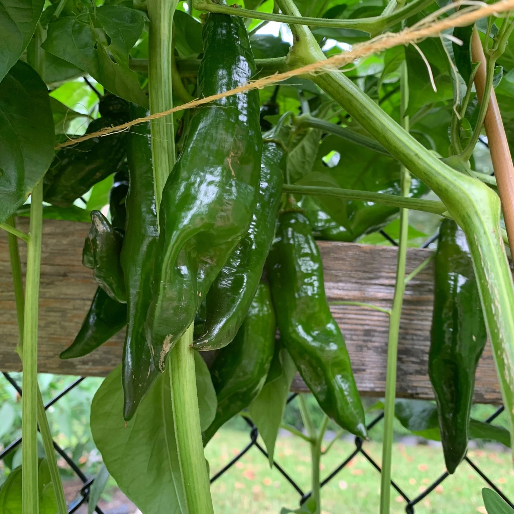 Aji Panca - Seeds - Image 2