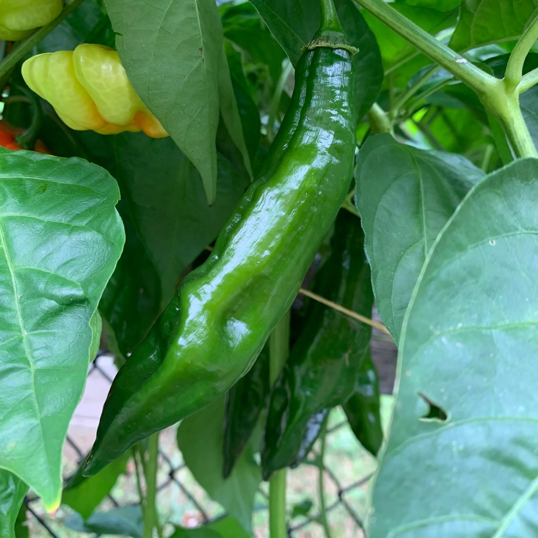 Aji Panca - Seeds - Image 3