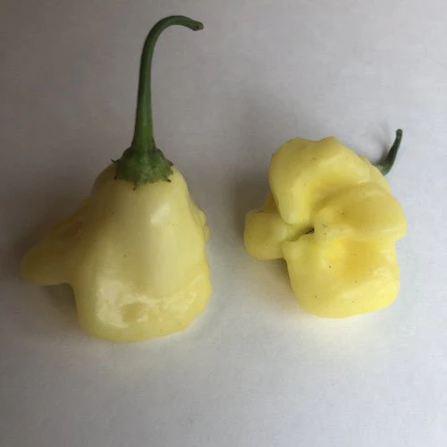Aji - Pepper Seeds Combo Pack (7 Varieties) - Seeds - Image 2
