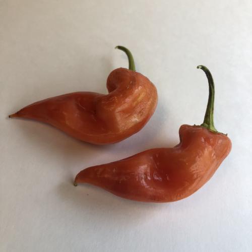 Aji - Pepper Seeds Combo Pack (7 Varieties) - Seeds - Image 3