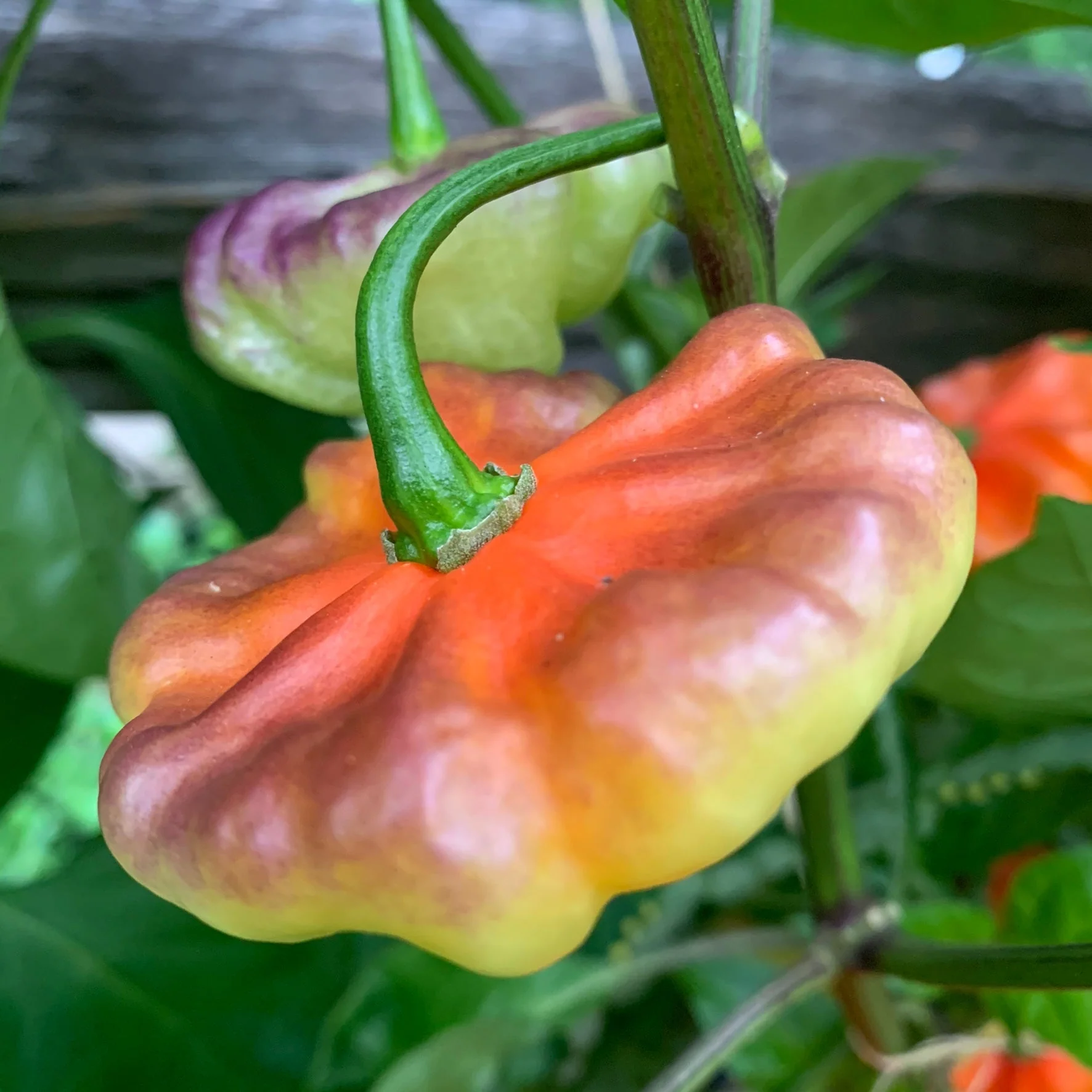 Aji - Pepper Seeds Combo Pack (7 Varieties) - Seeds - Image 4
