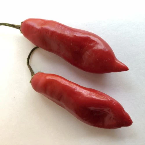 Aji - Pepper Seeds Combo Pack (7 Varieties) - Seeds - Image 5