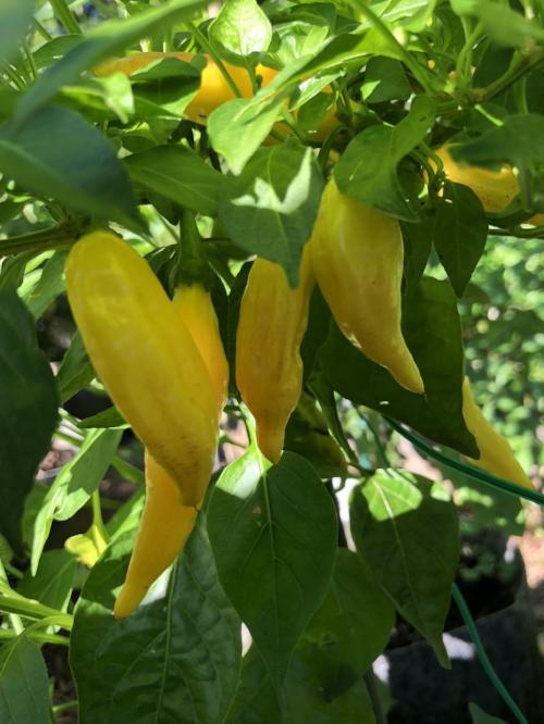 Aji - Pepper Seeds Combo Pack (7 Varieties) - Seeds - Image 6