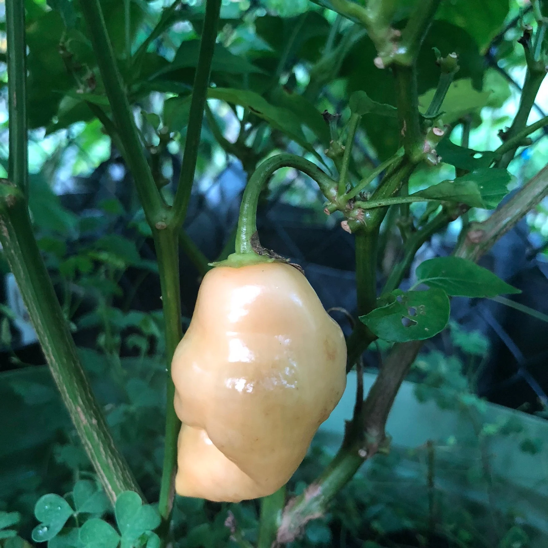 Aji - Pepper Seeds Combo Pack (7 Varieties) - Seeds - Image 8