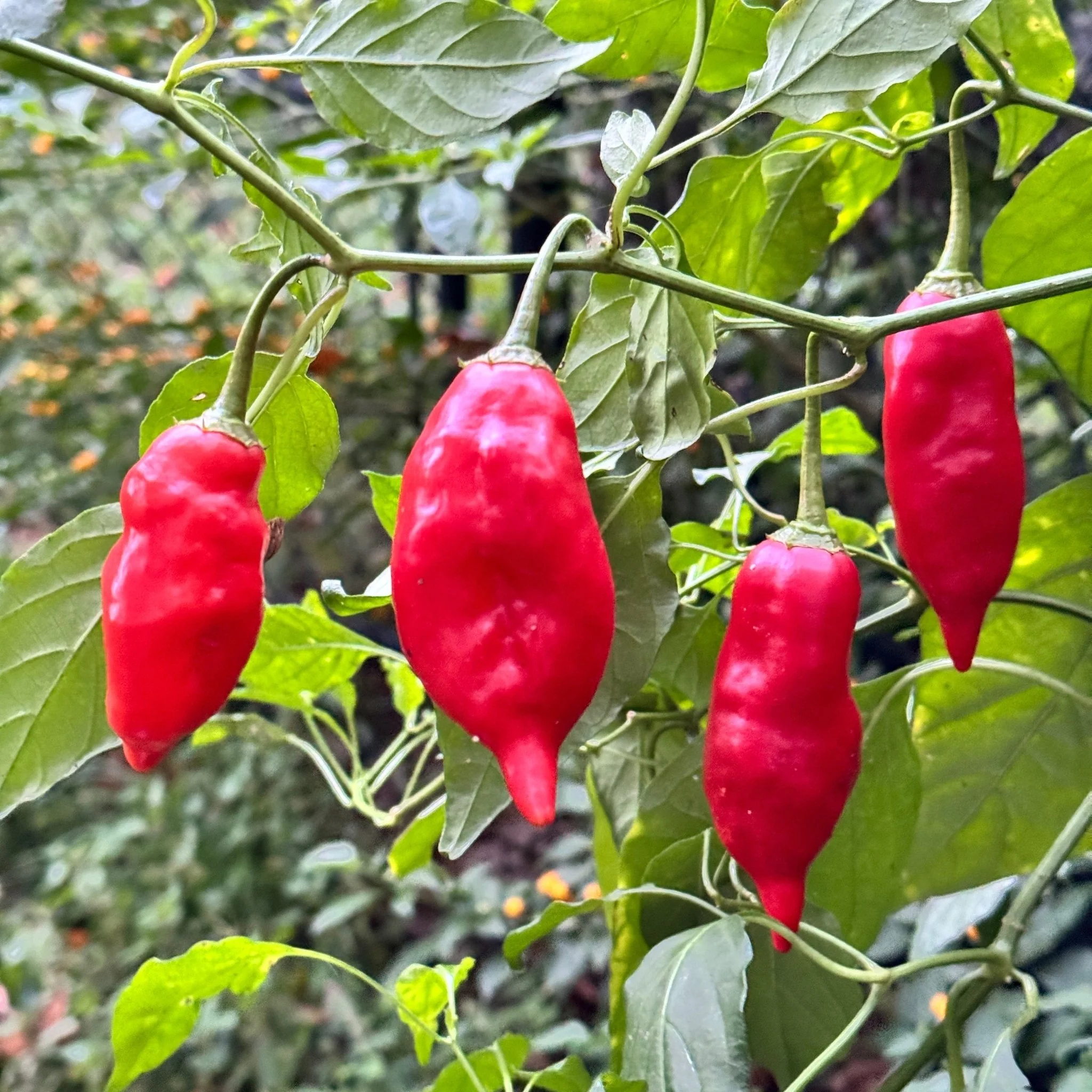 Aji Rico - Seeds - Image 2