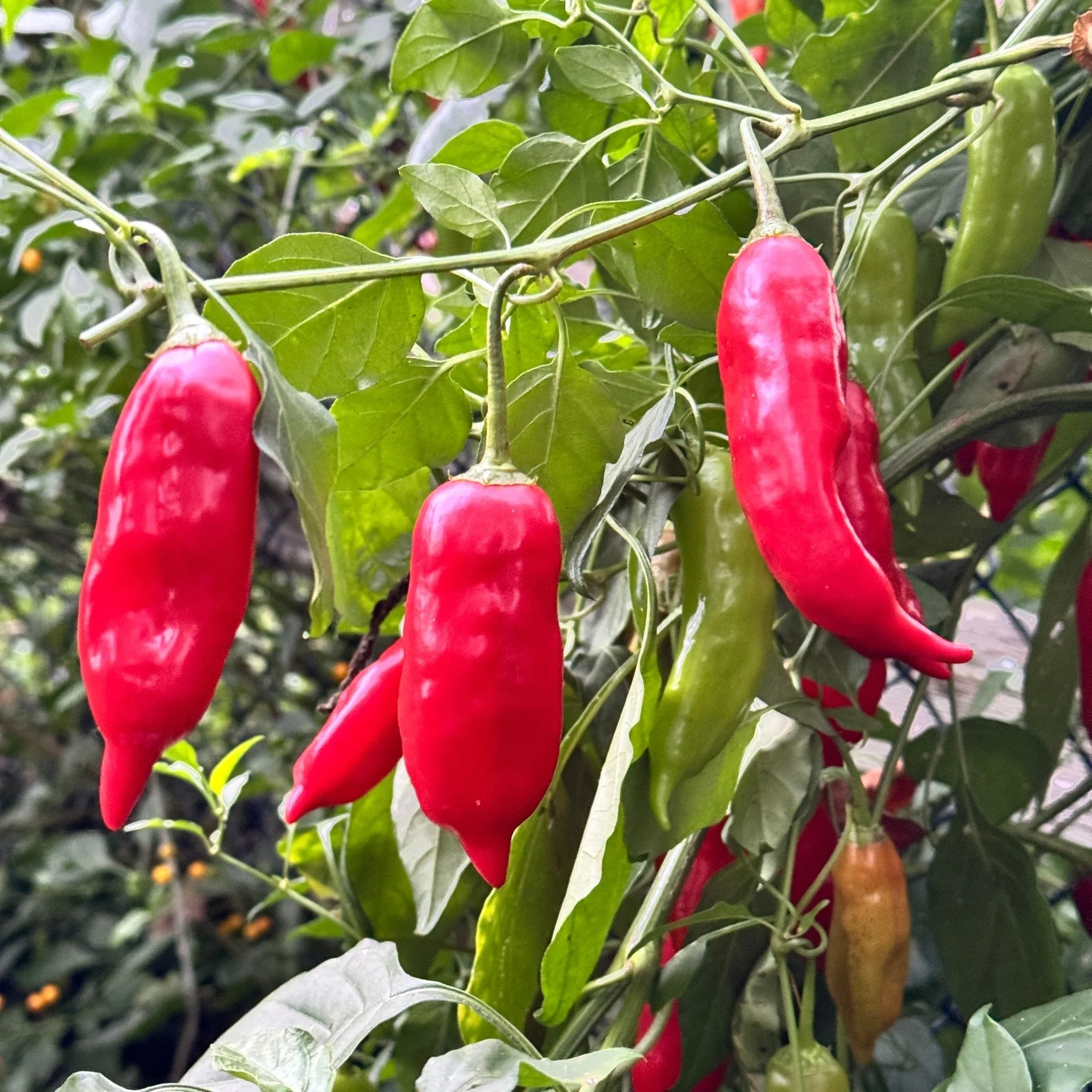 Aji Rico - Seeds - Image 3