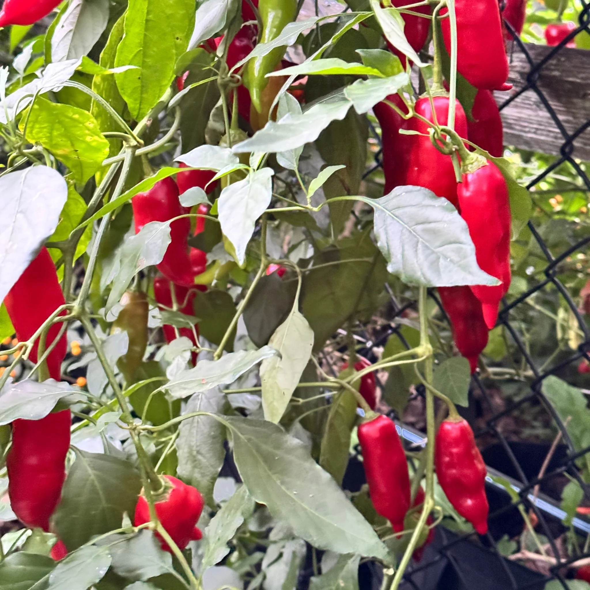 Aji Rico - Seeds - Image 4
