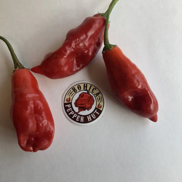 Aji Rojo/ Pucha-Uchu - Seeds - Image 2