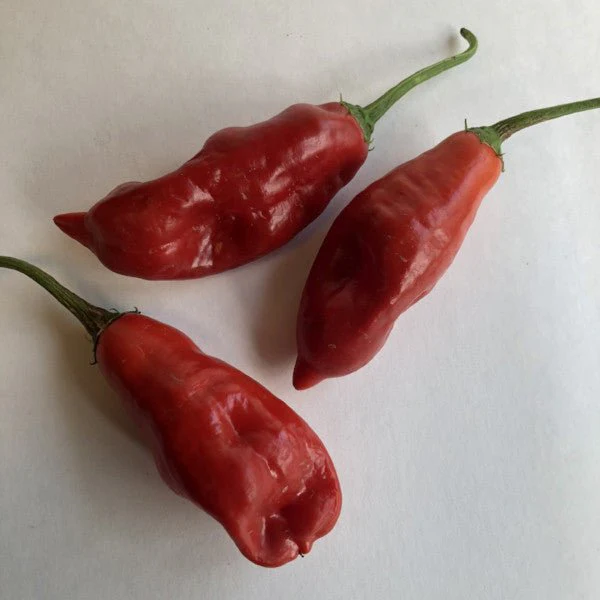 Aji Rojo/ Pucha-Uchu - Seeds - Image 3