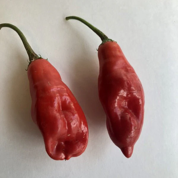 Aji Rojo/ Pucha-Uchu - Seeds - Image 4