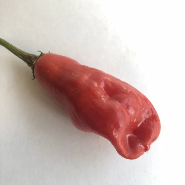 Aji Rojo/ Pucha-Uchu - Seeds - Image 5