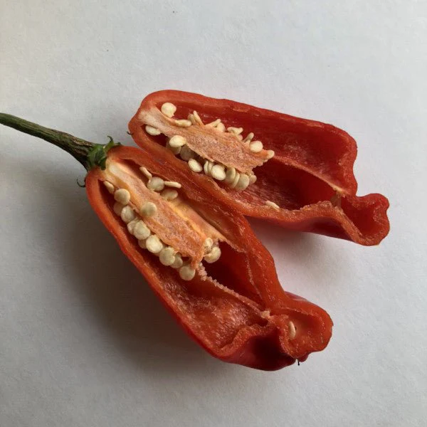 Aji Rojo/ Pucha-Uchu - Seeds - Image 6