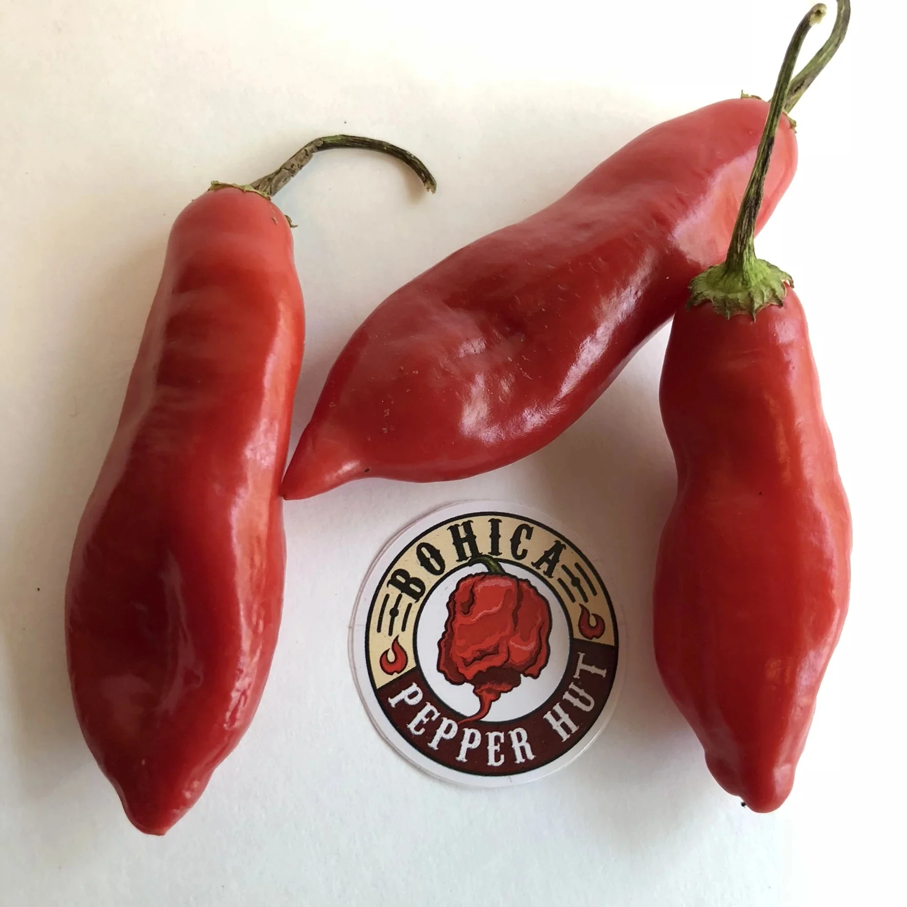 Aji Sugar Rush Red - Seeds - Image 2
