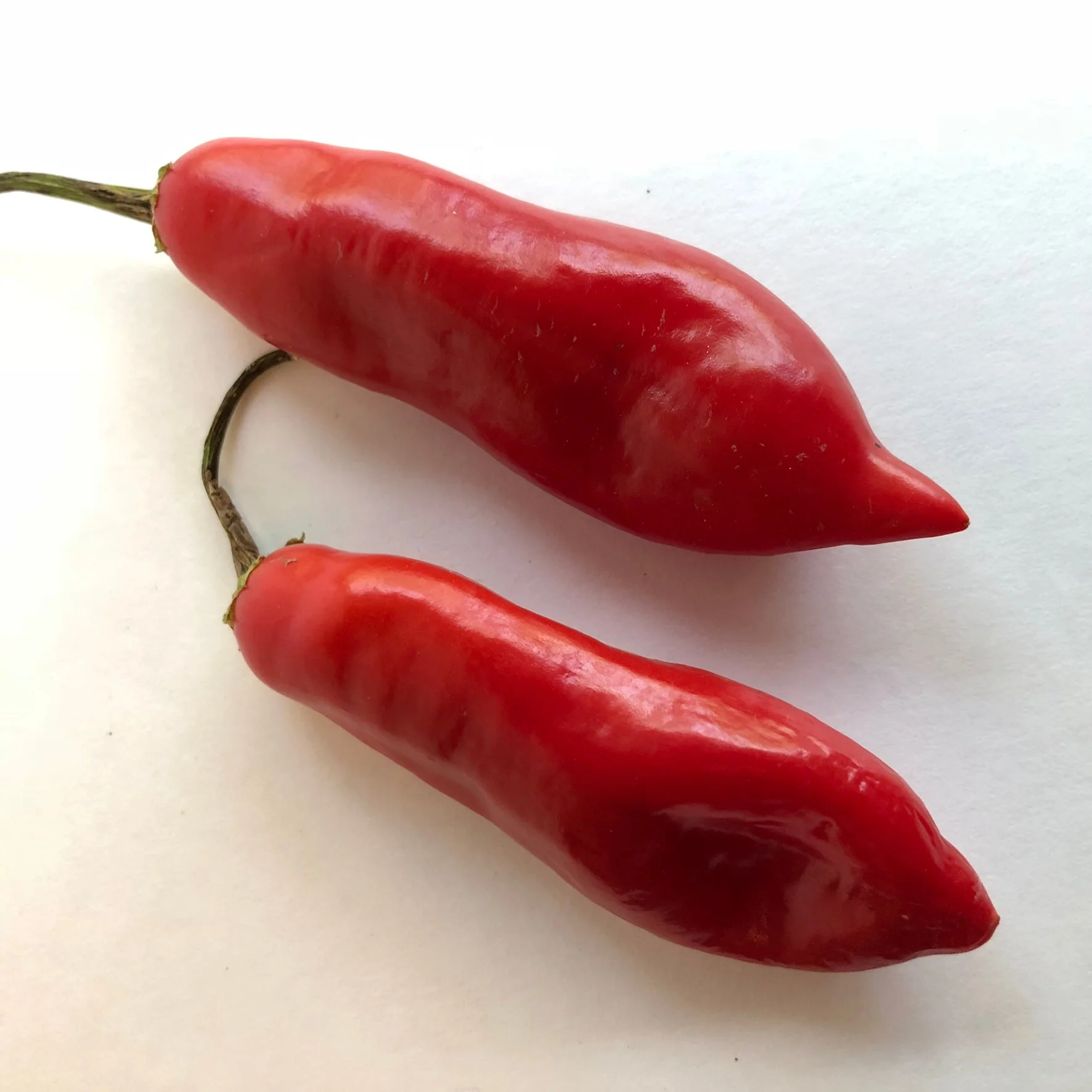 Aji Sugar Rush Red - Seeds - Image 3