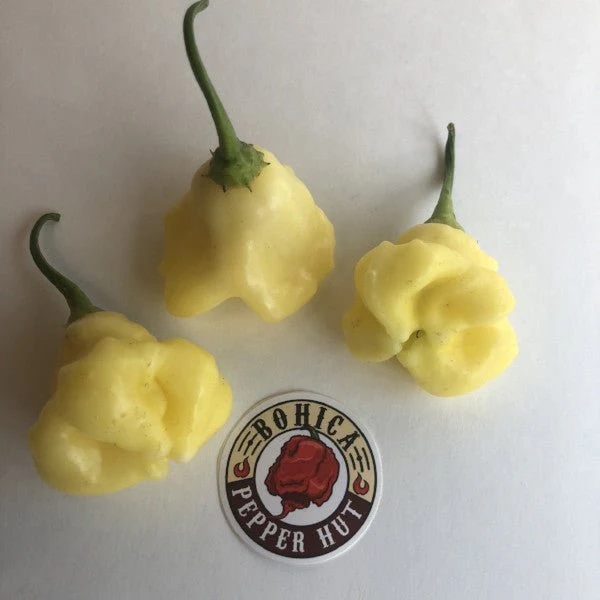Aji White Fantasy - Seeds - Image 2