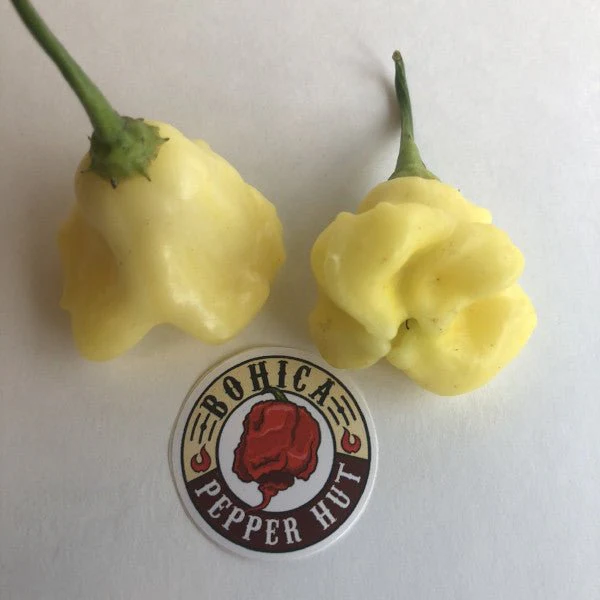 Aji White Fantasy - Seeds - Image 3