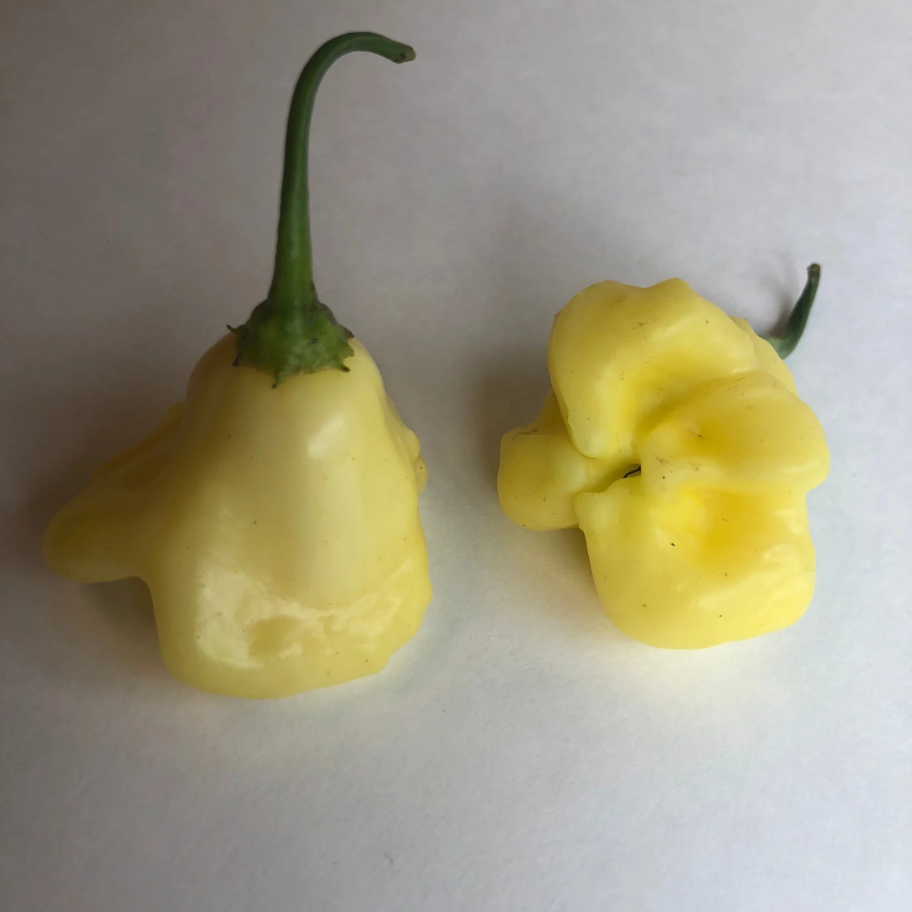 Aji White Fantasy - Seeds - Image 4
