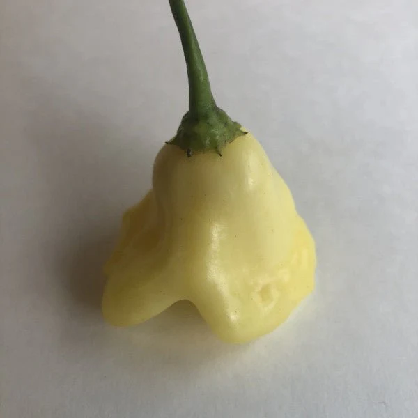 Aji White Fantasy - Seeds - Image 5