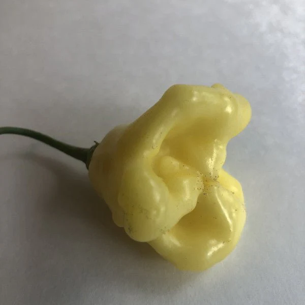 Aji White Fantasy - Seeds - Image 6