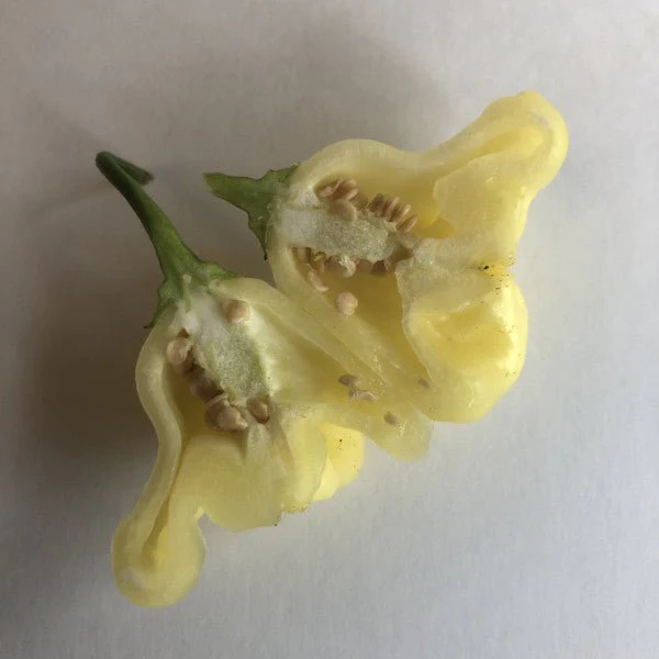 Aji White Fantasy - Seeds - Image 7