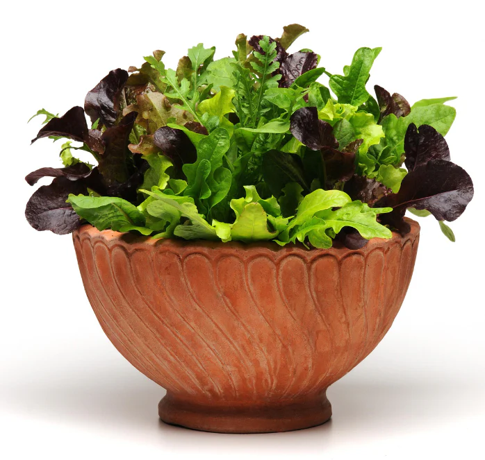 Alfresco Mesclun Blend Lettuce Seeds - Image 2