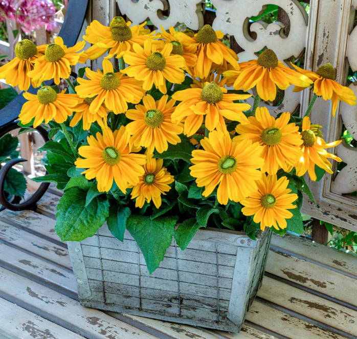 Amarillo Gold Rudbeckia Seeds - Image 2