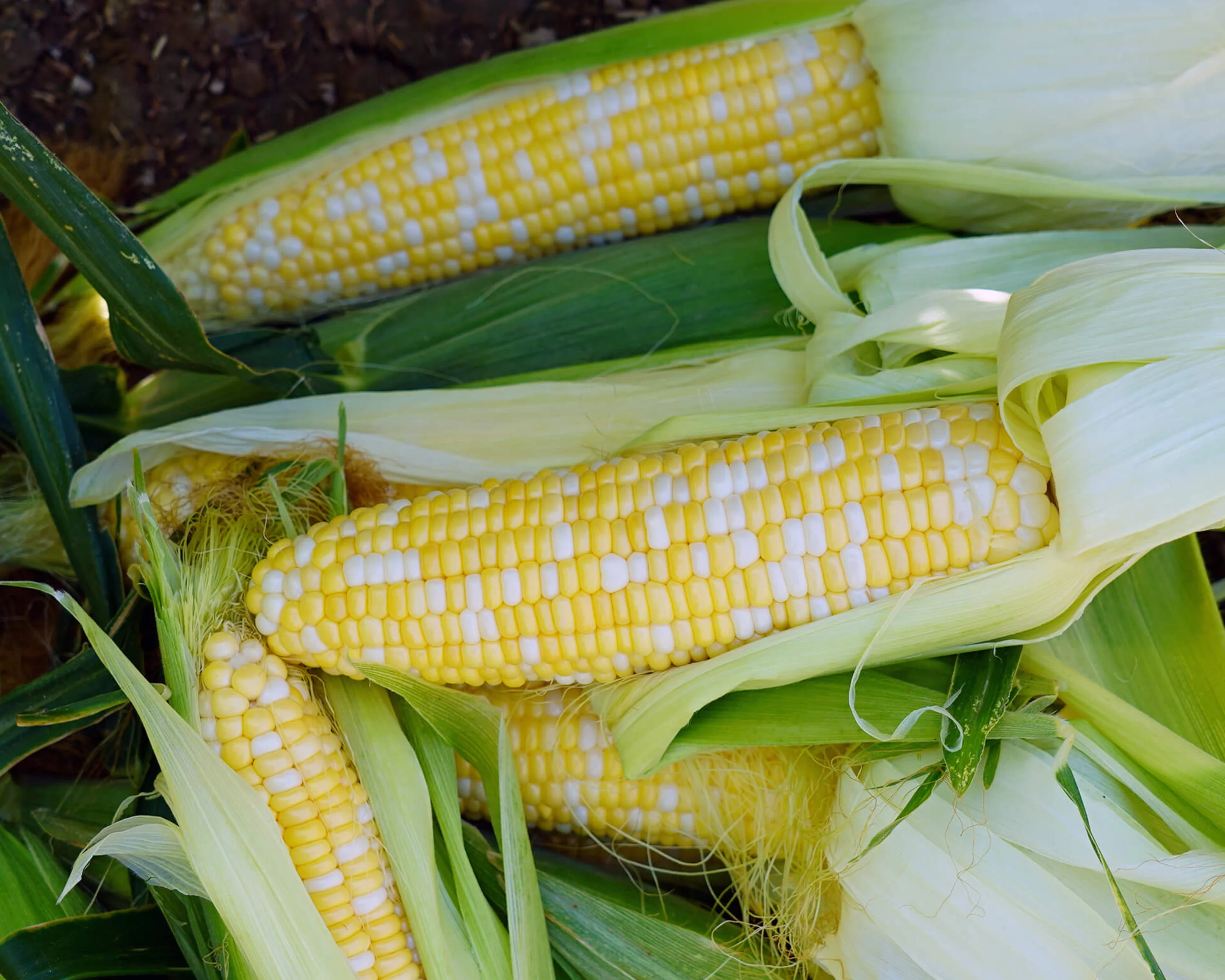 Ambrosia (bicolor se+) Hybrid Sweet Corn Seeds - Image 2