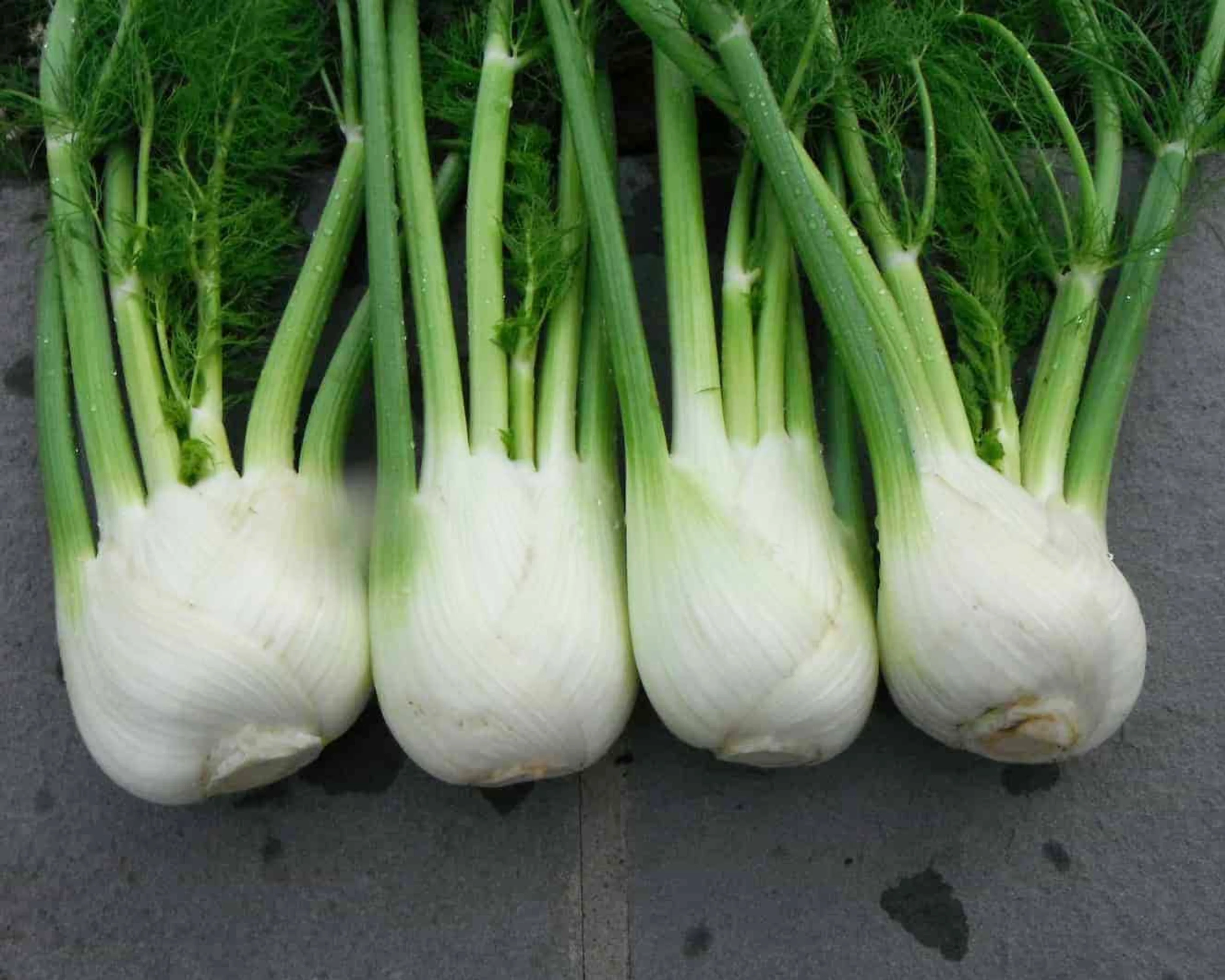 Antares Hybrid Fennel Seeds - Image 2