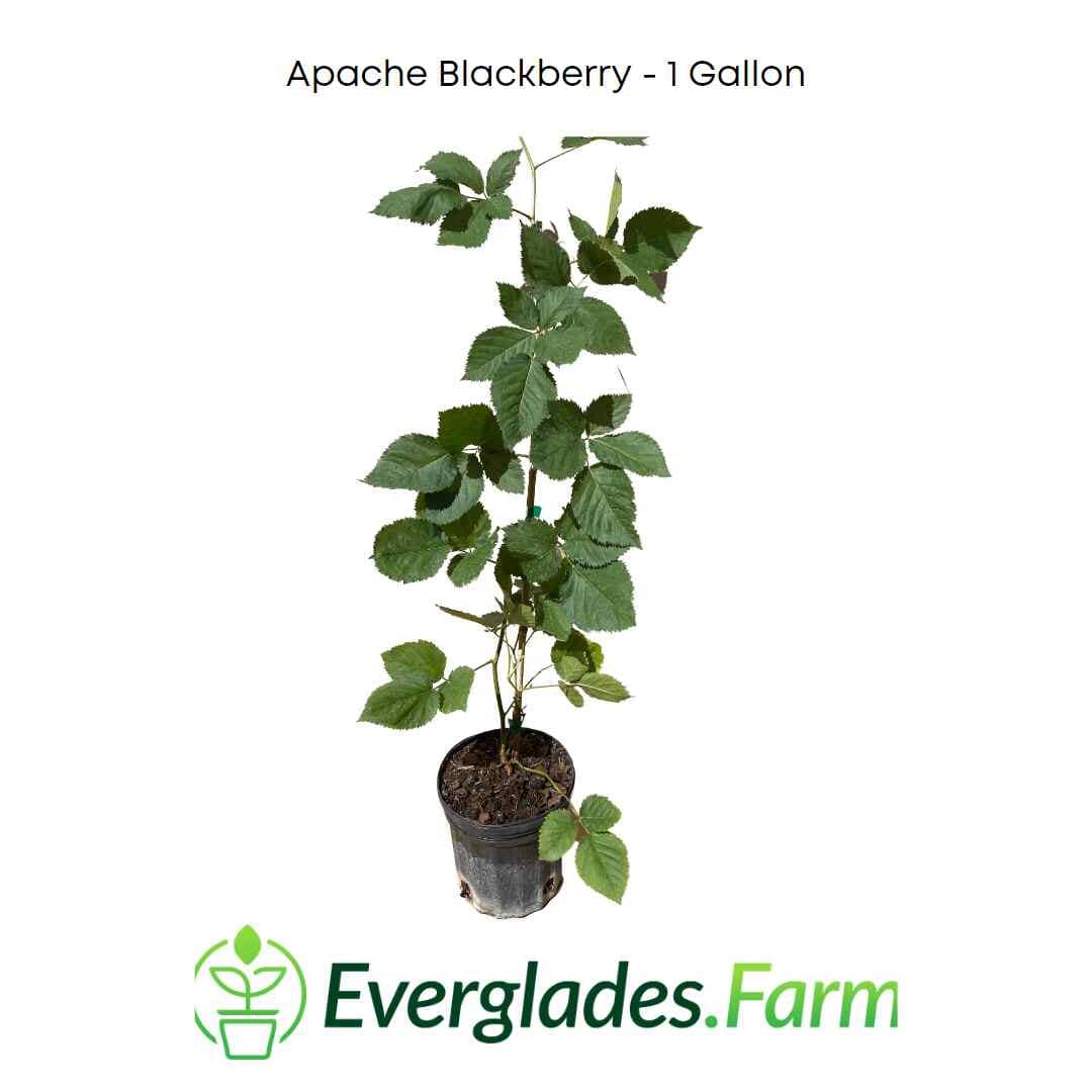 Apache Blackberry, Summer Bearing, Thornless, Plant - Image 2