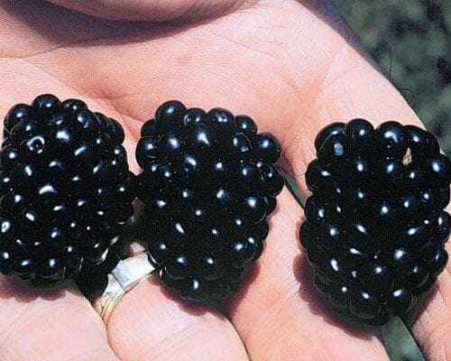 Apache Blackberry, Summer Bearing, Thornless, Plant - Image 3