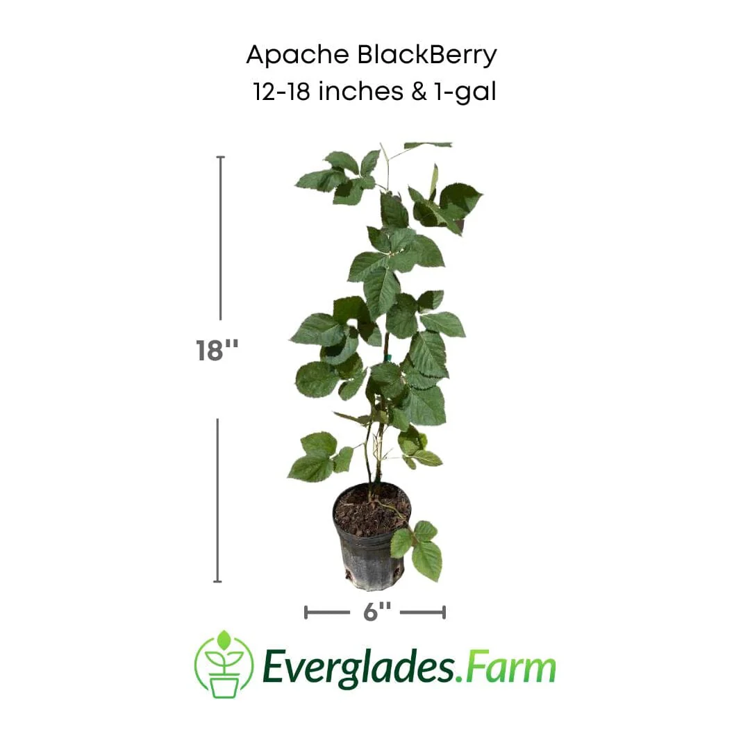 Apache Blackberry, Summer Bearing, Thornless, Plant - Image 4