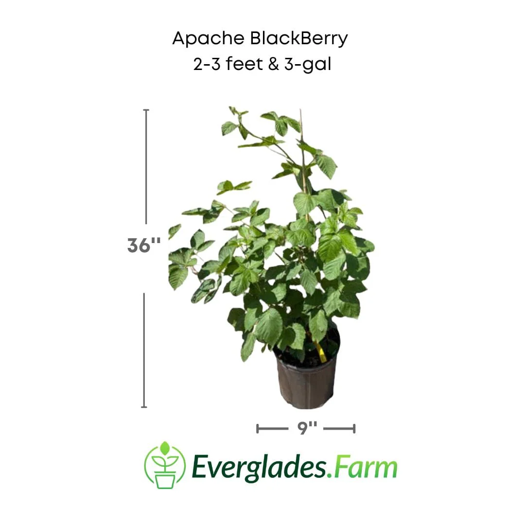 Apache Blackberry, Summer Bearing, Thornless, Plant - Image 5