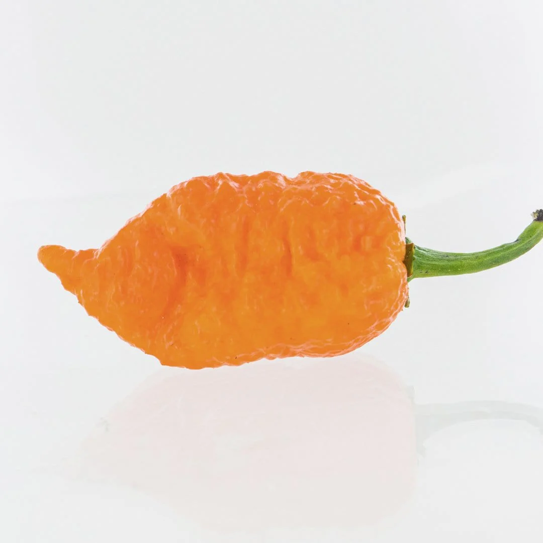 Apocalypse Scorpion X Jays Peach Ghost Scorpion Pepper Seeds - Image 2