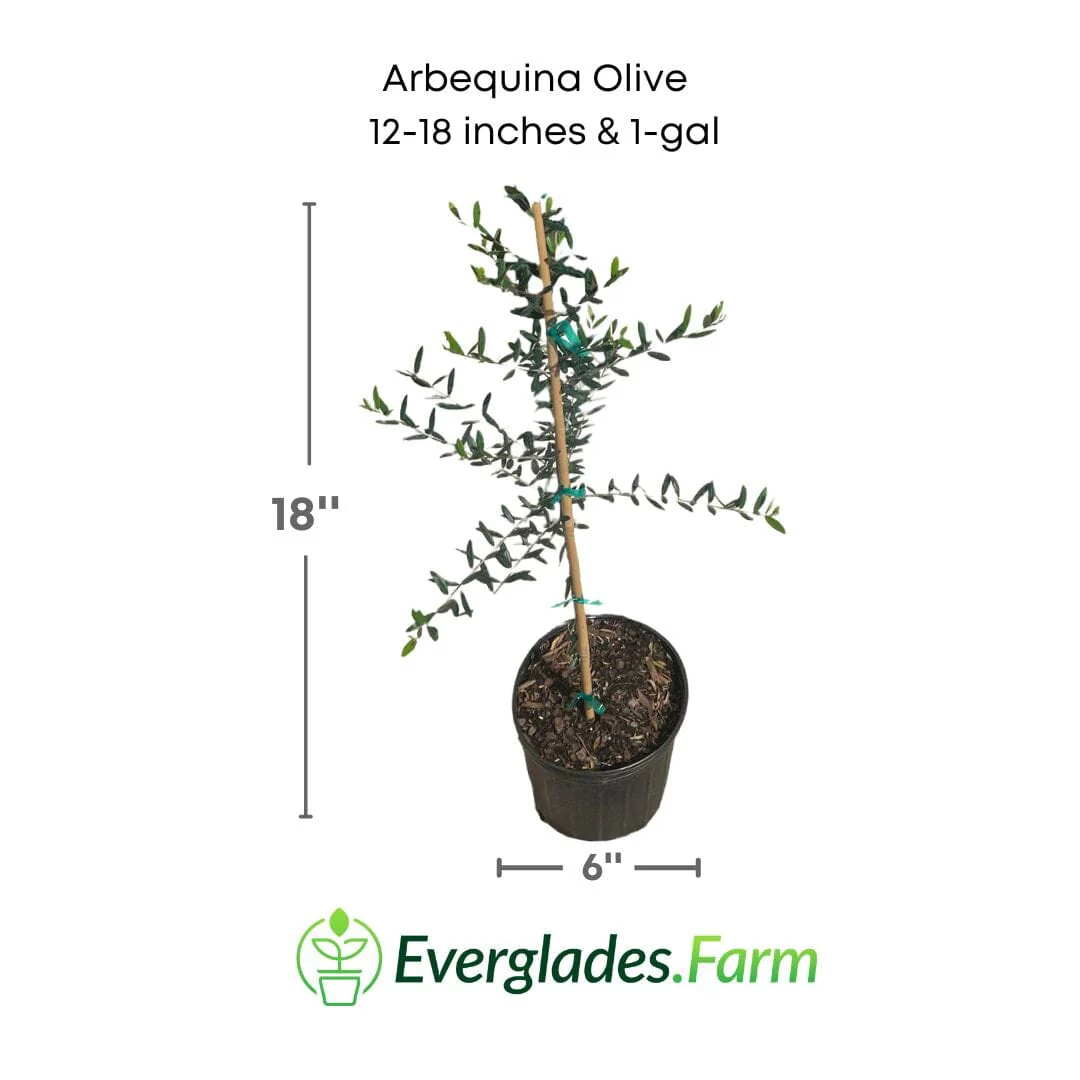 Arbequina Olive Tree, Semi-Dwarf - Image 3