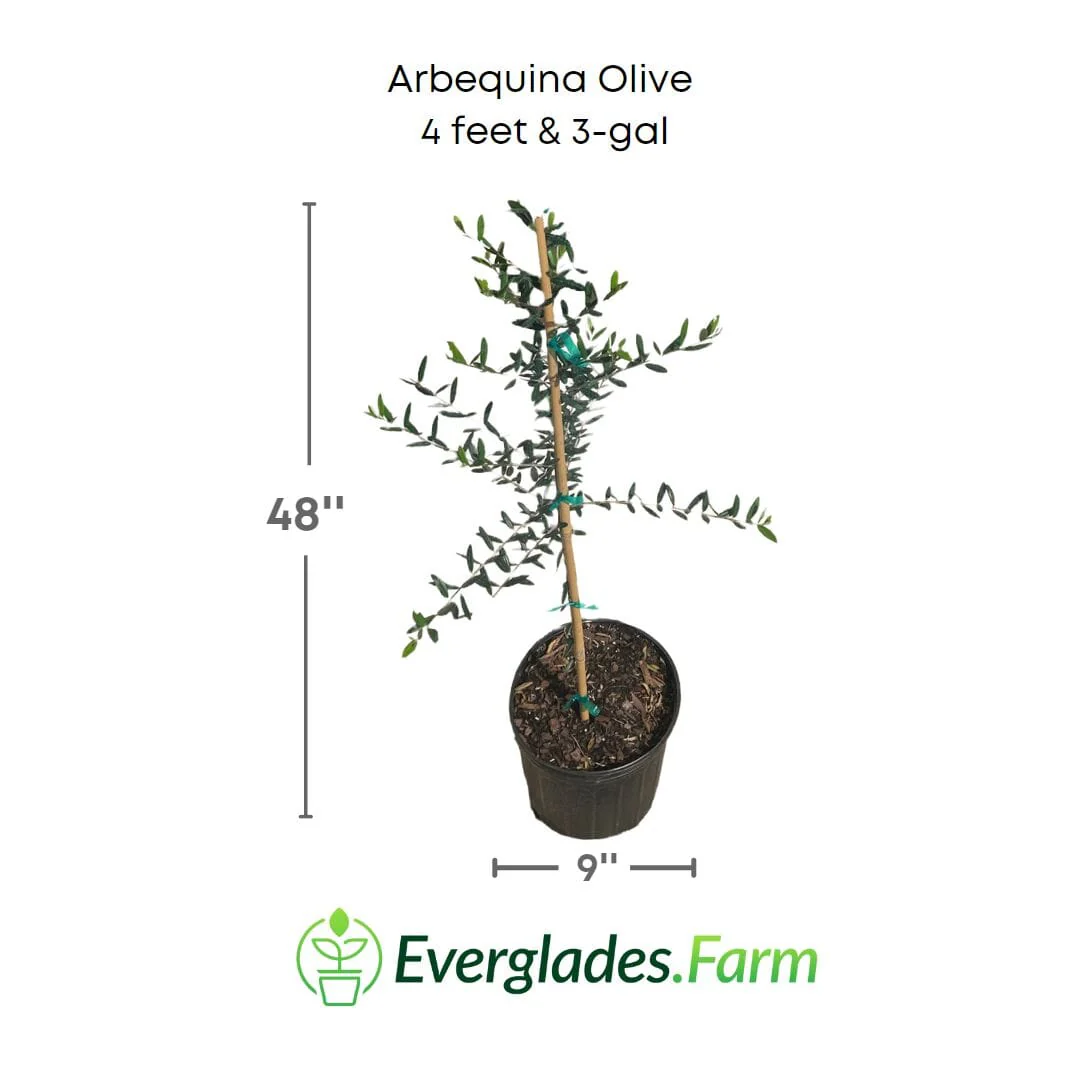Arbequina Olive Tree, Semi-Dwarf - Image 4
