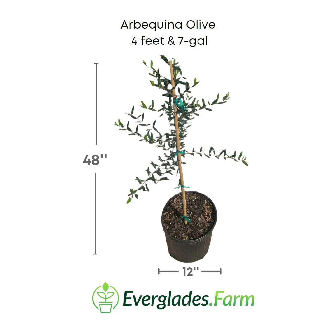 Arbequina Olive Tree, Semi-Dwarf - Image 5
