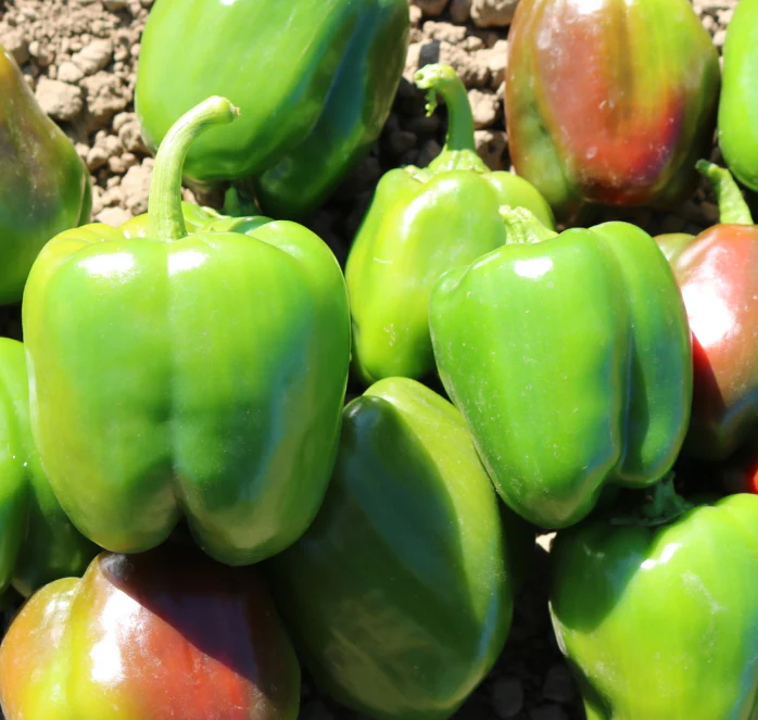 Aristotle X3R Hybrid Sweet Bell Pepper Seeds - Image 2