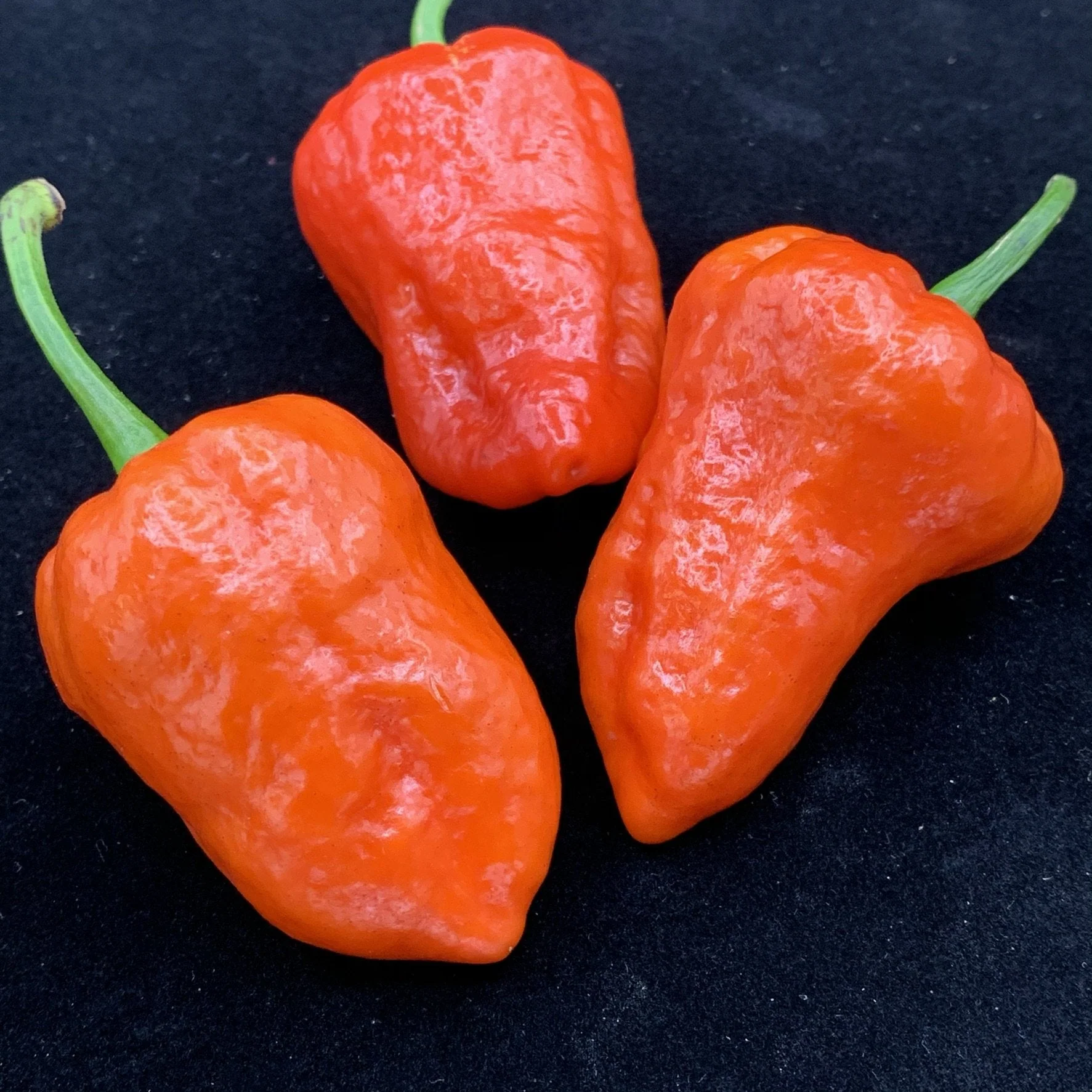 Armageddon Chilli Pepper - Seeds - Image 2