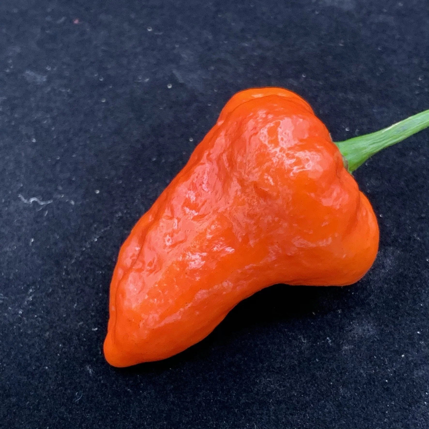 Armageddon Chilli Pepper - Seeds - Image 3