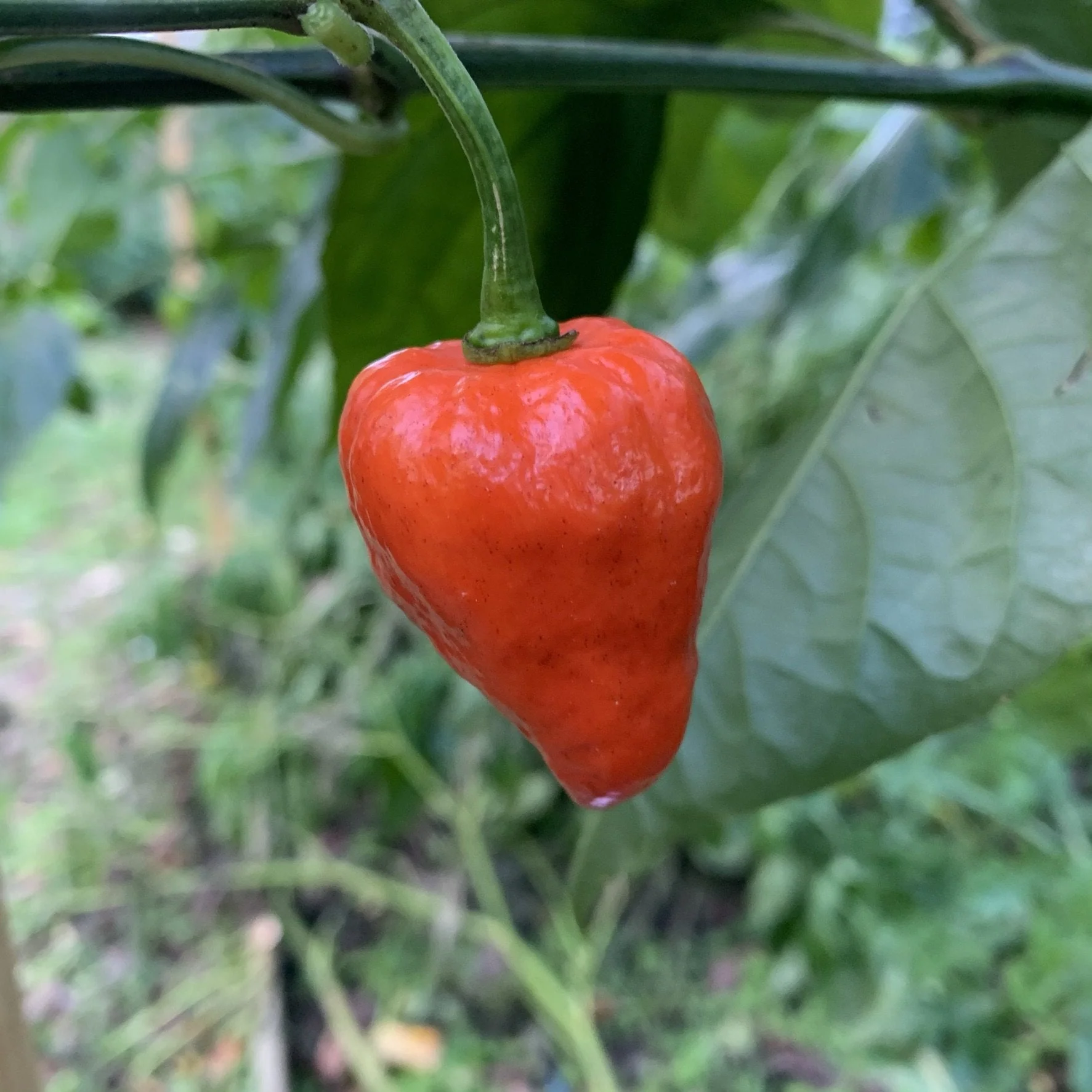 Armageddon Chilli Pepper - Seeds - Image 4