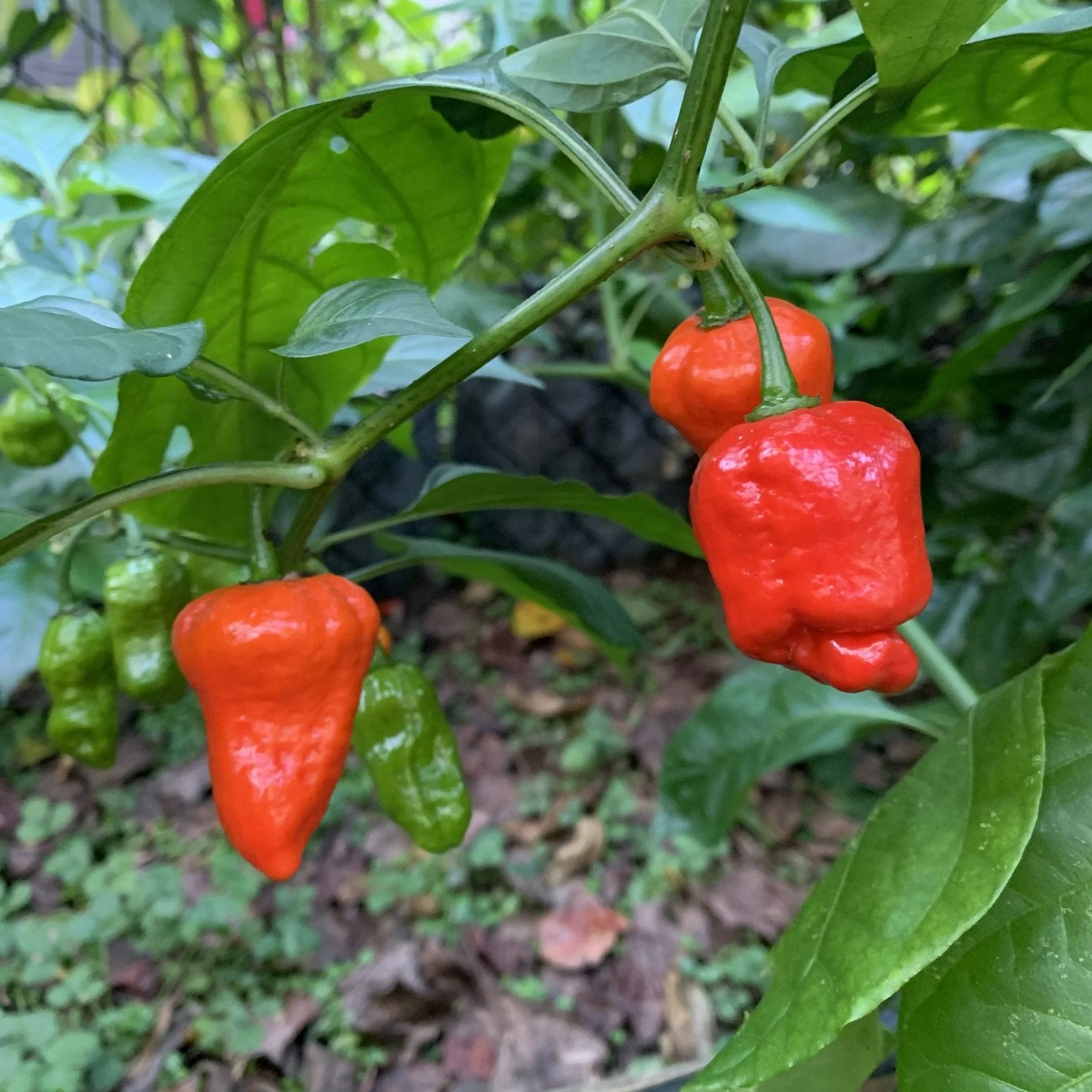 Armageddon Chilli Pepper - Seeds - Image 5