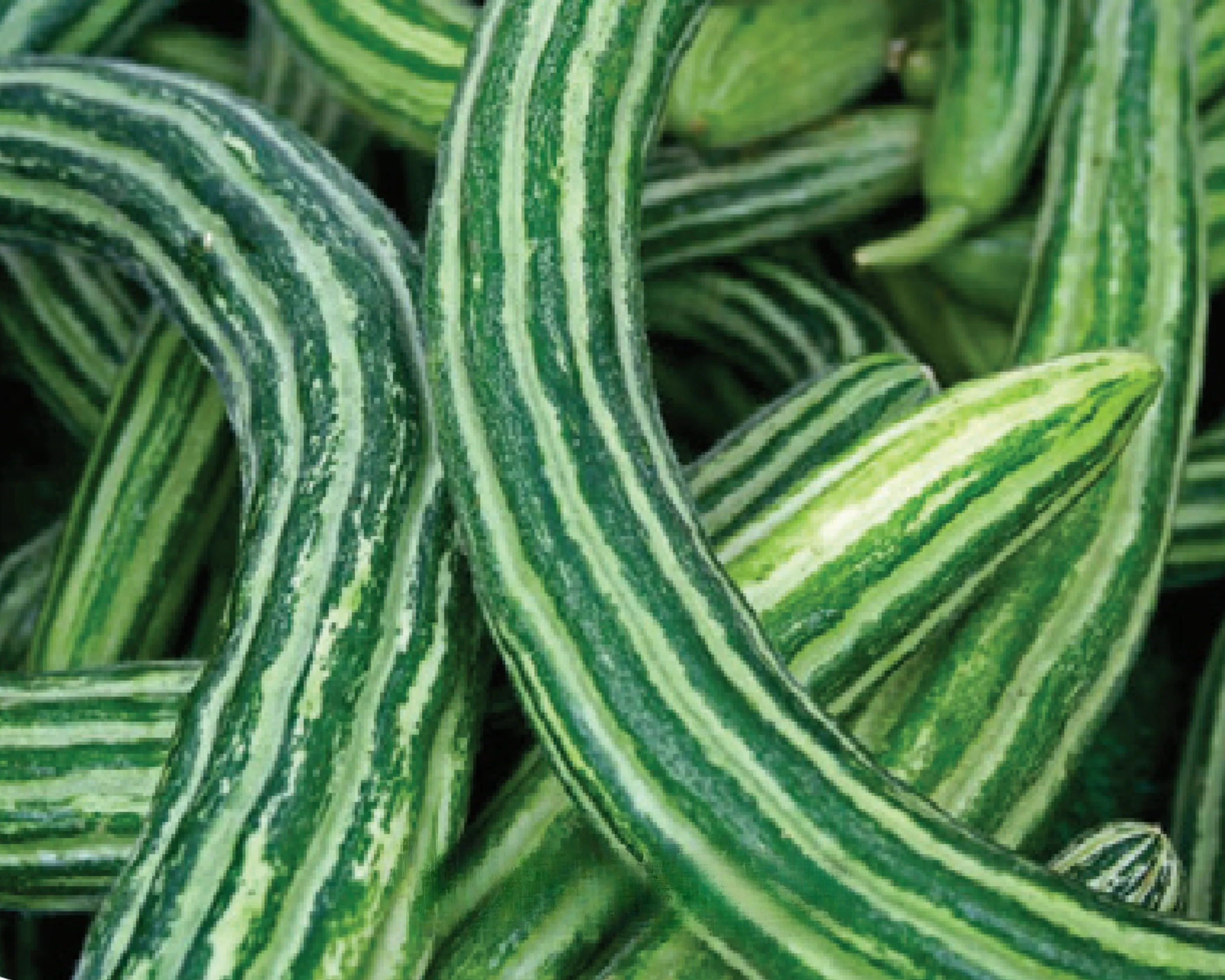 Armenian Cucumber Seeds - Image 2