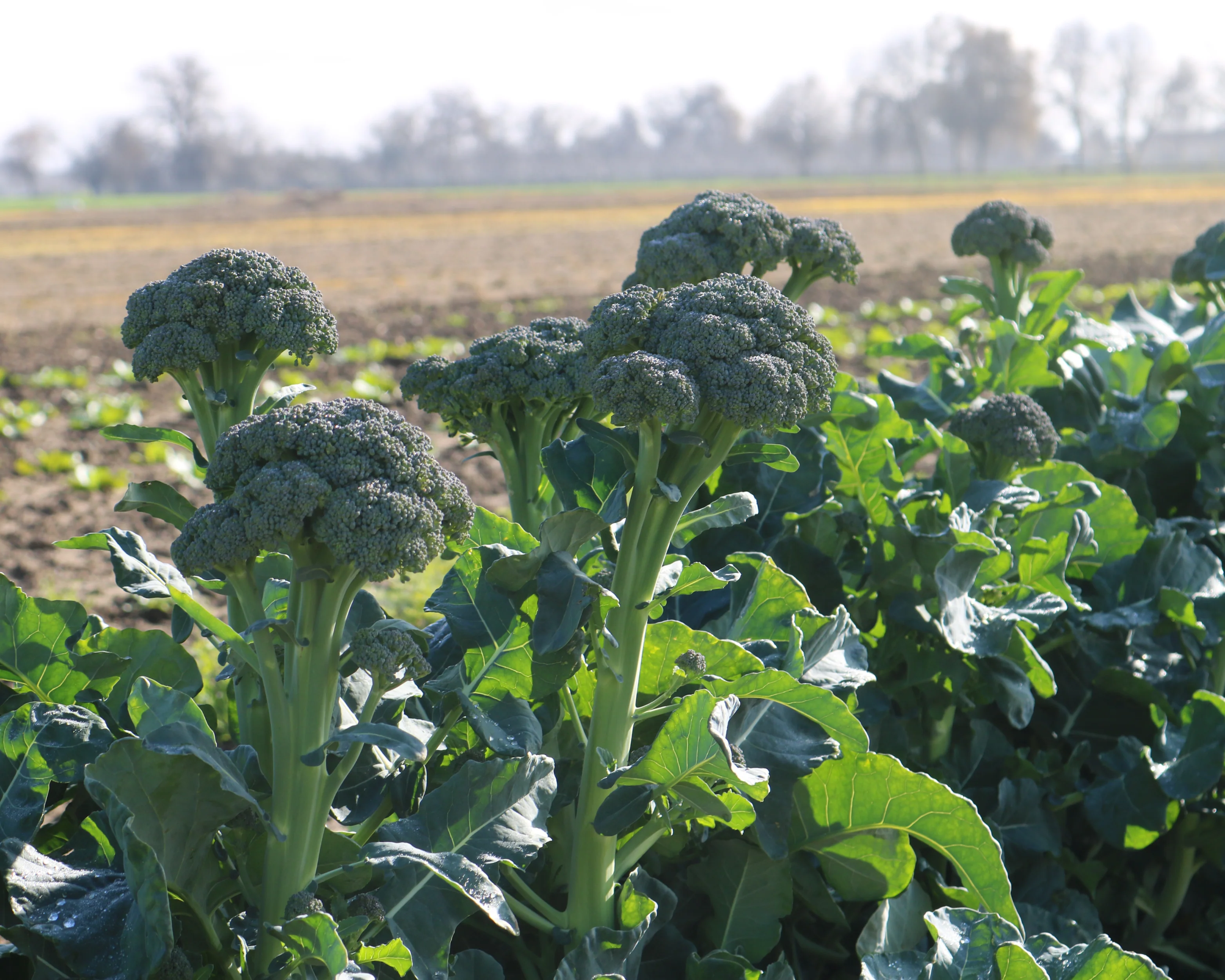 Artwork Baby Hybrid Broccoli Seeds - Image 2
