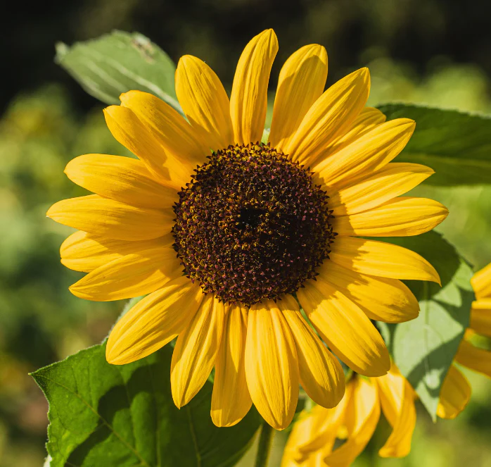 Autumn Beauty Sunflower Seeds - Image 2