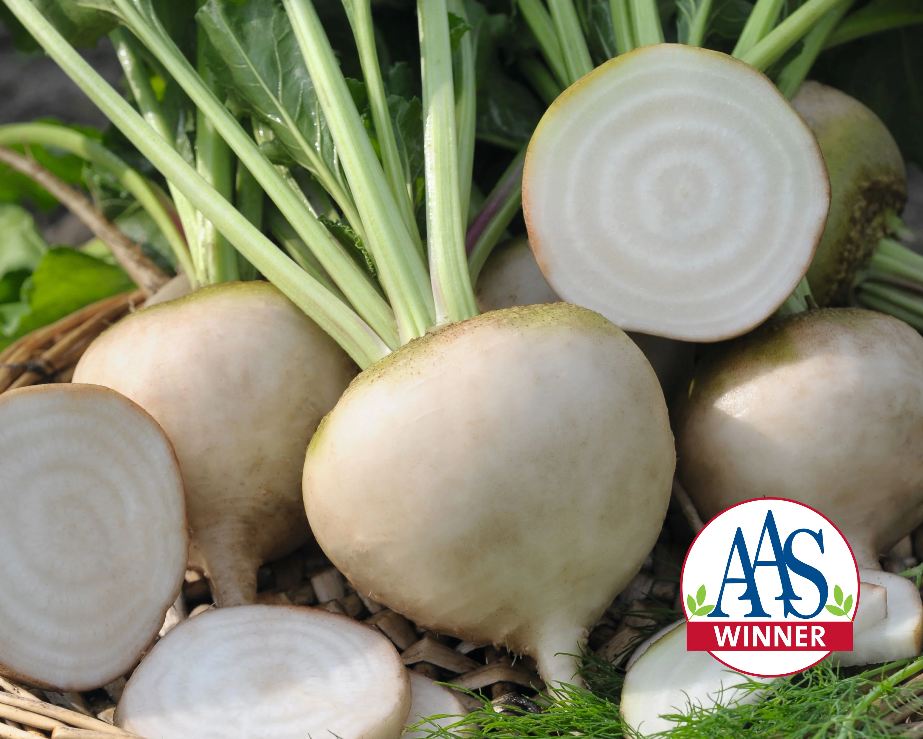 Avalanche Beet Seeds - Image 2