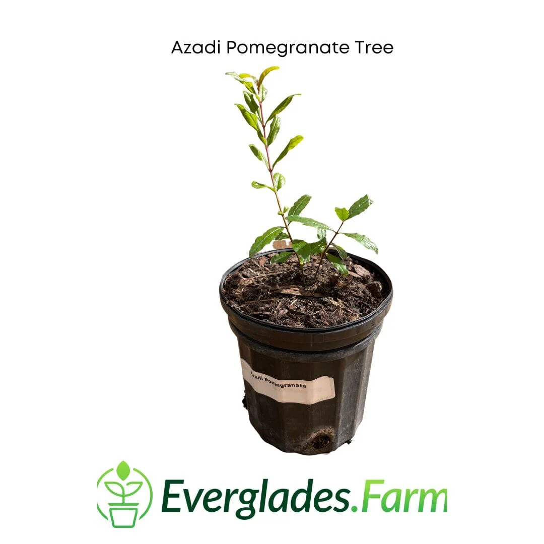 Azadi Pomegranate Tree - Image 4