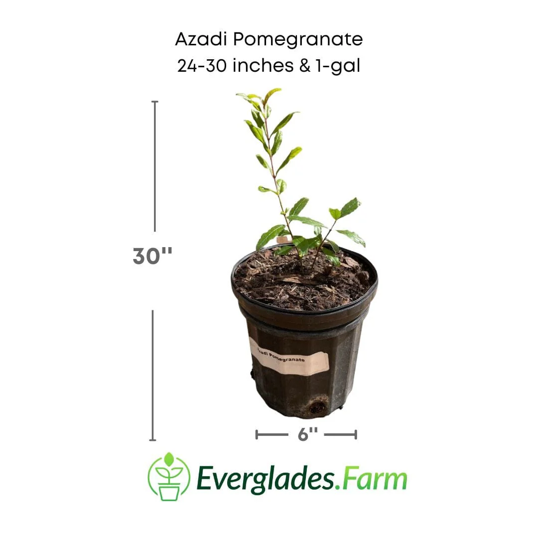 Azadi Pomegranate Tree - Image 5