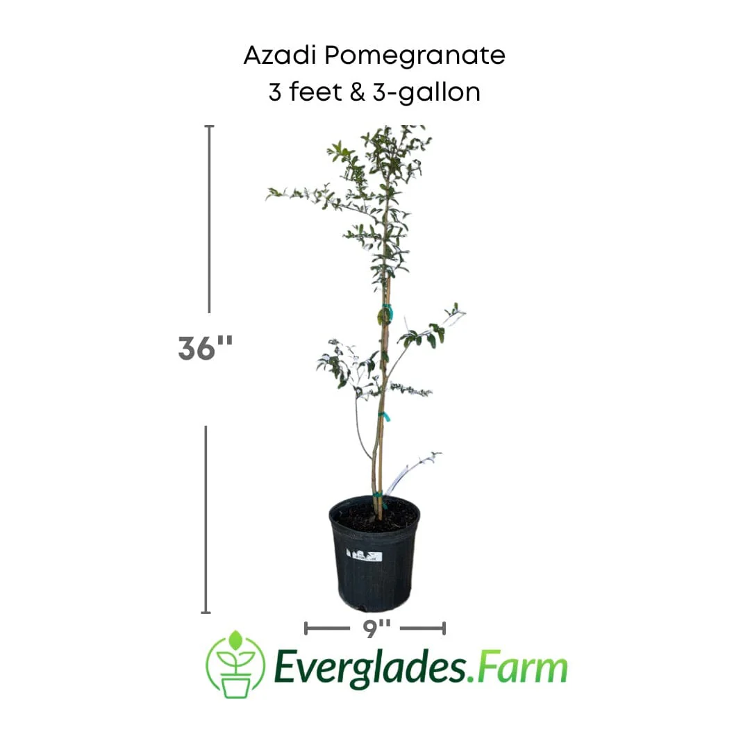 Azadi Pomegranate Tree - Image 6