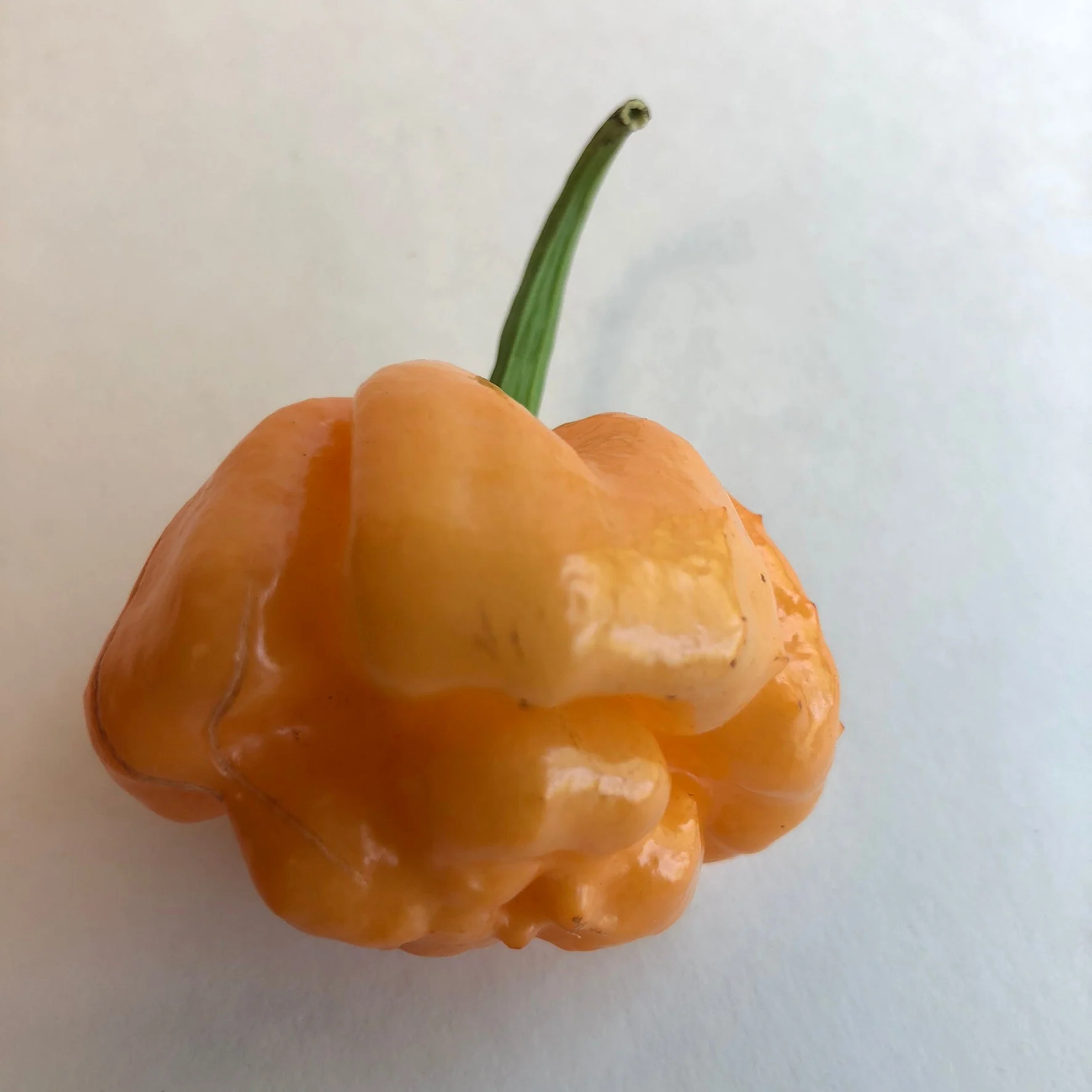 Bahamian Goat - Seeds - Image 3
