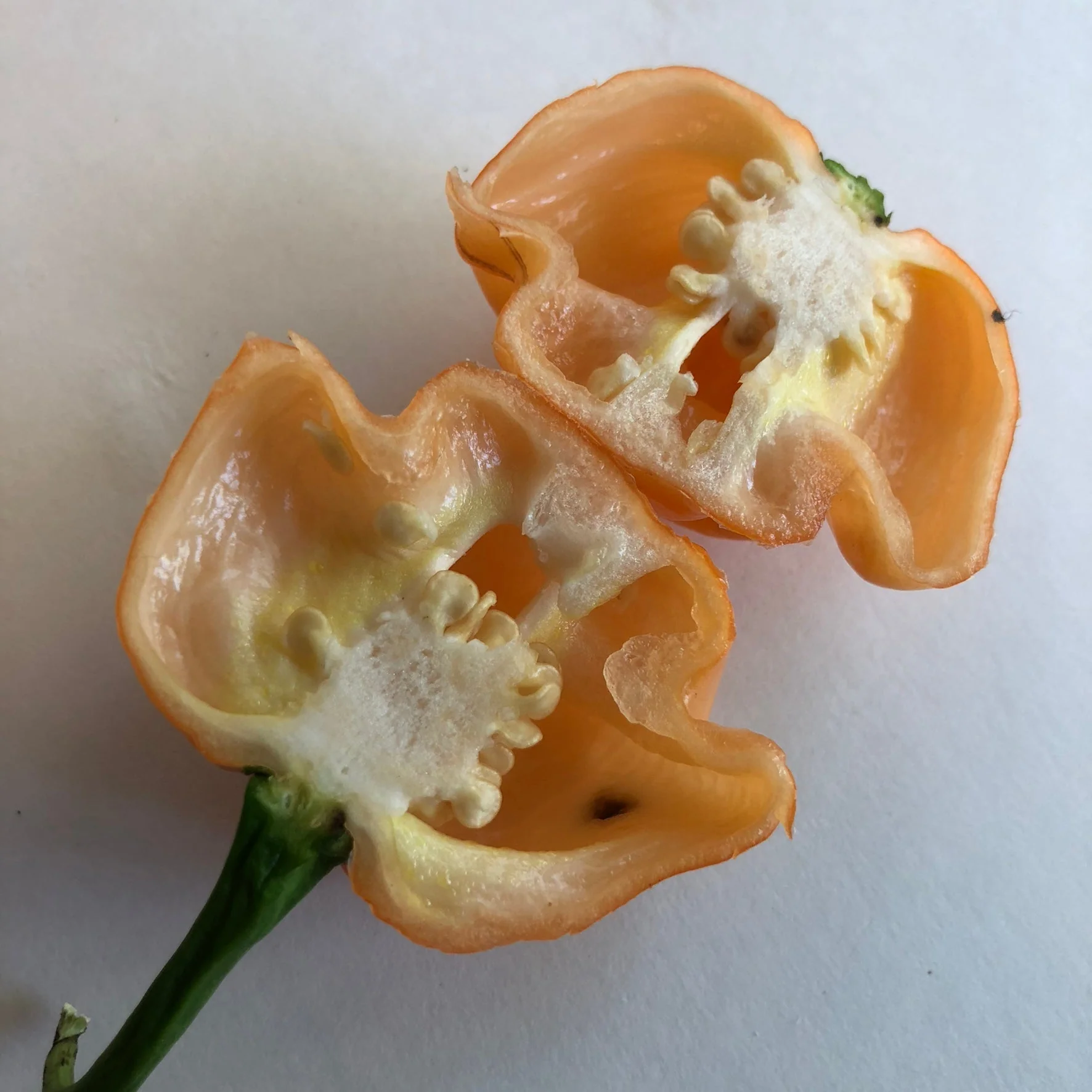 Bahamian Goat - Seeds - Image 4